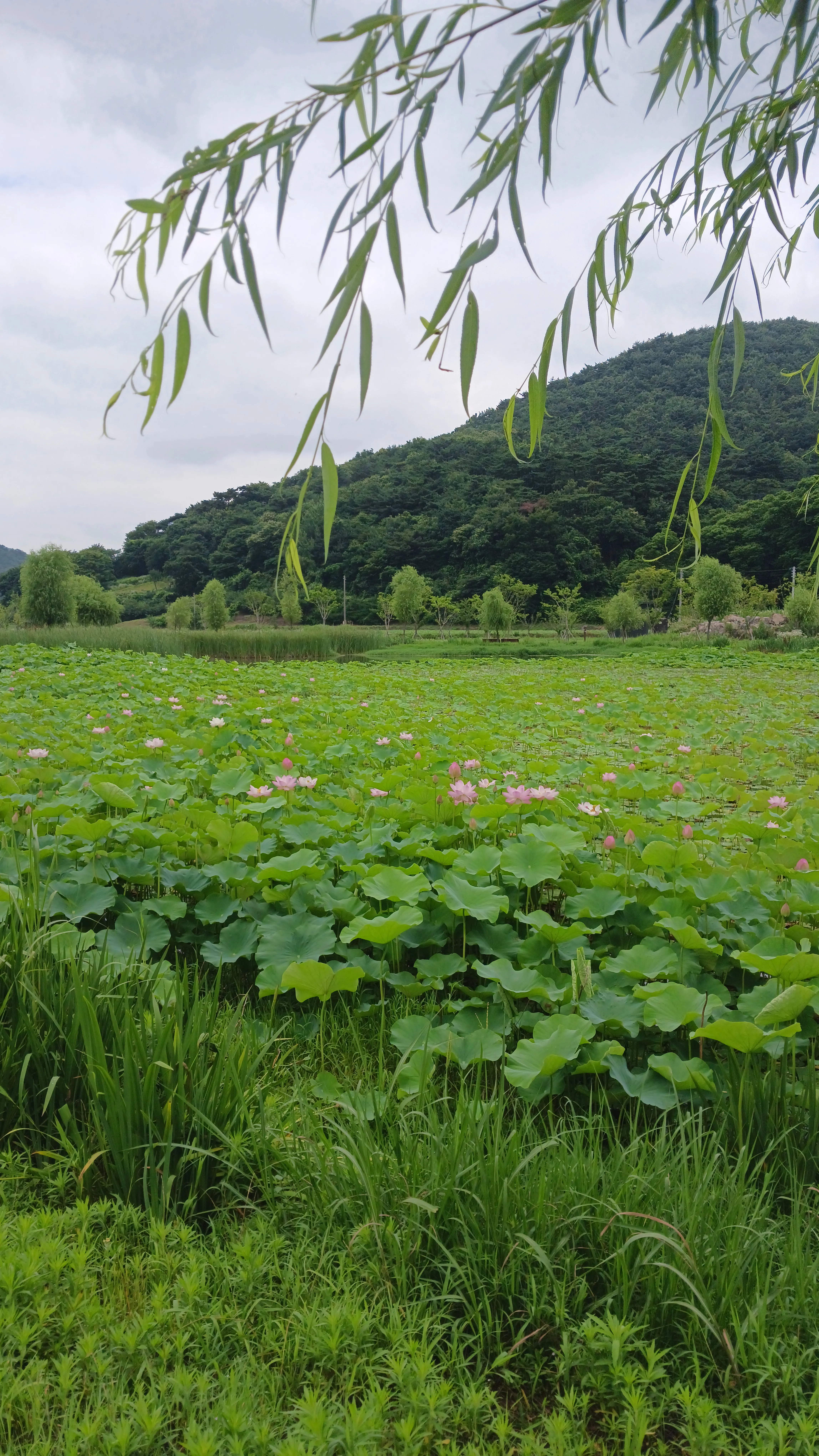 연꽃이 피어나는 주변 산책로 숲길